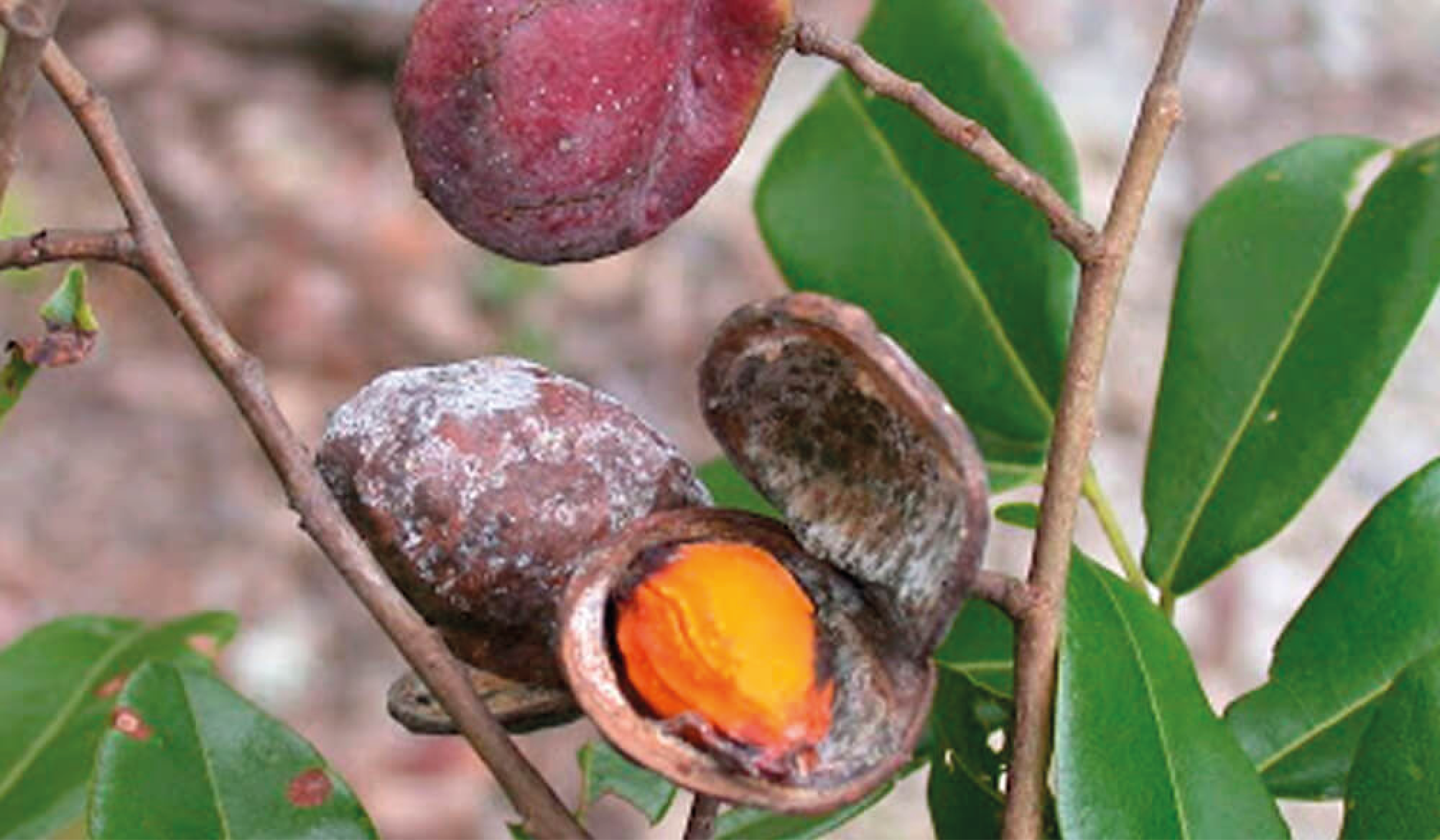 Resina de Copaíba